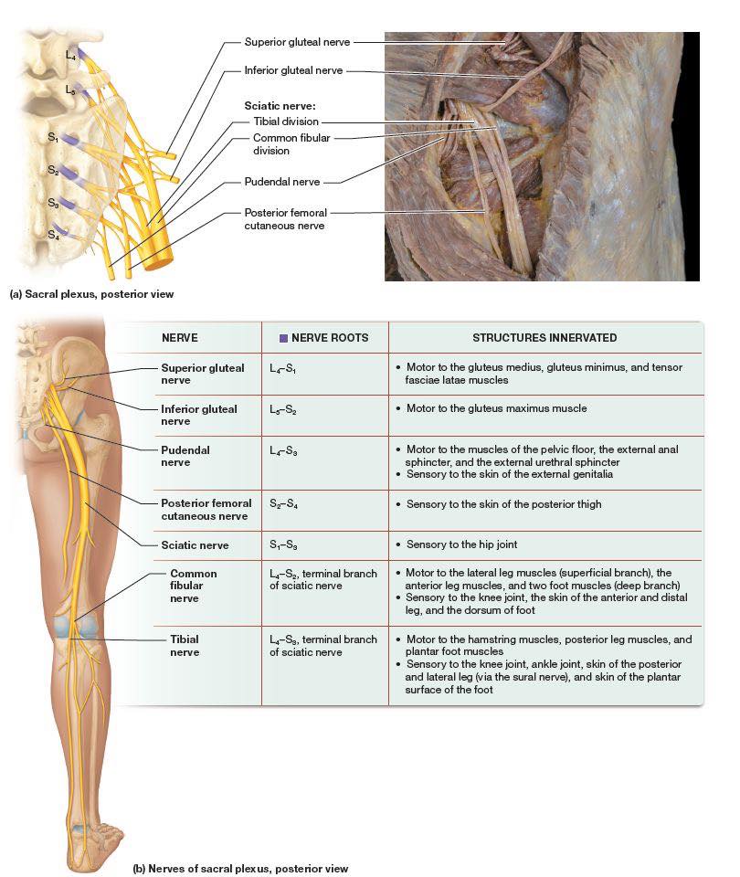 Dr. Muhammed - The sacral plexus is a nerve network in the pelvis ...