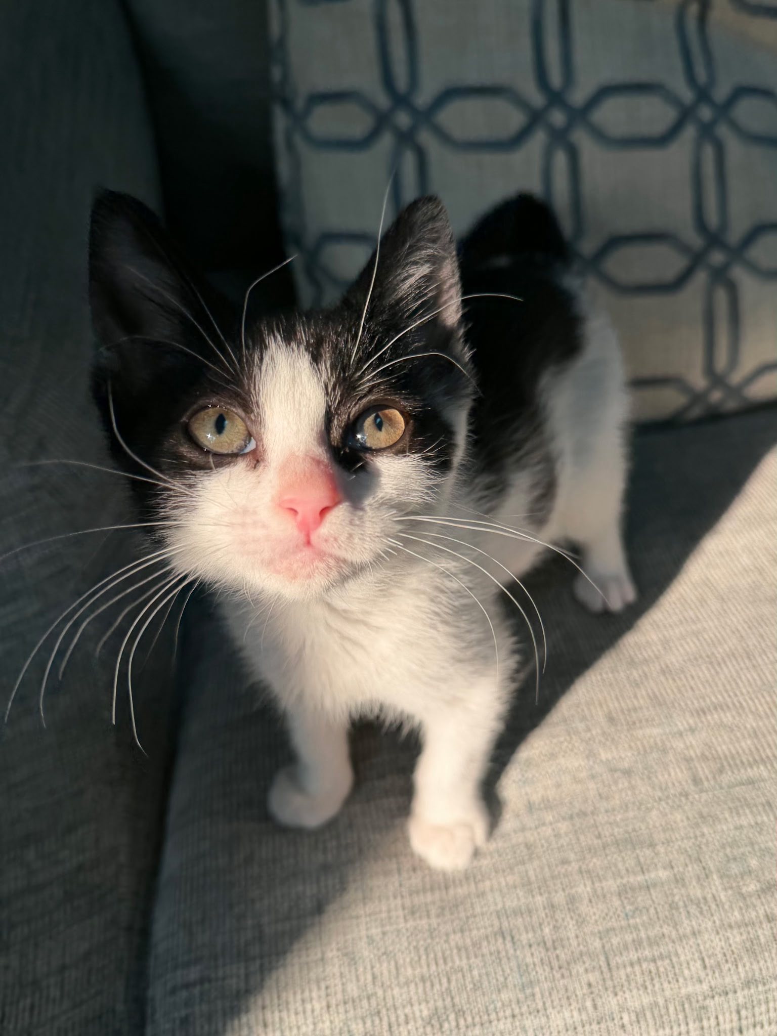 kittenページ Adopt Ranger, a 10-week-old sassy kitten
