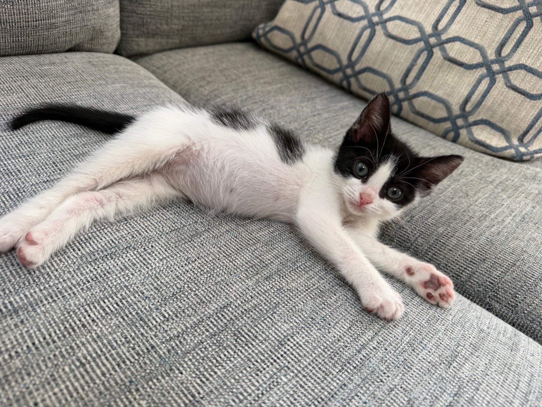 Adopt Ranger, a 10-week-old sassy kitten