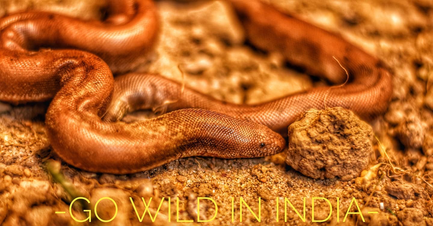 Red sand boa (Eryx johnii). This... - GO WILD IN INDIA | Facebook