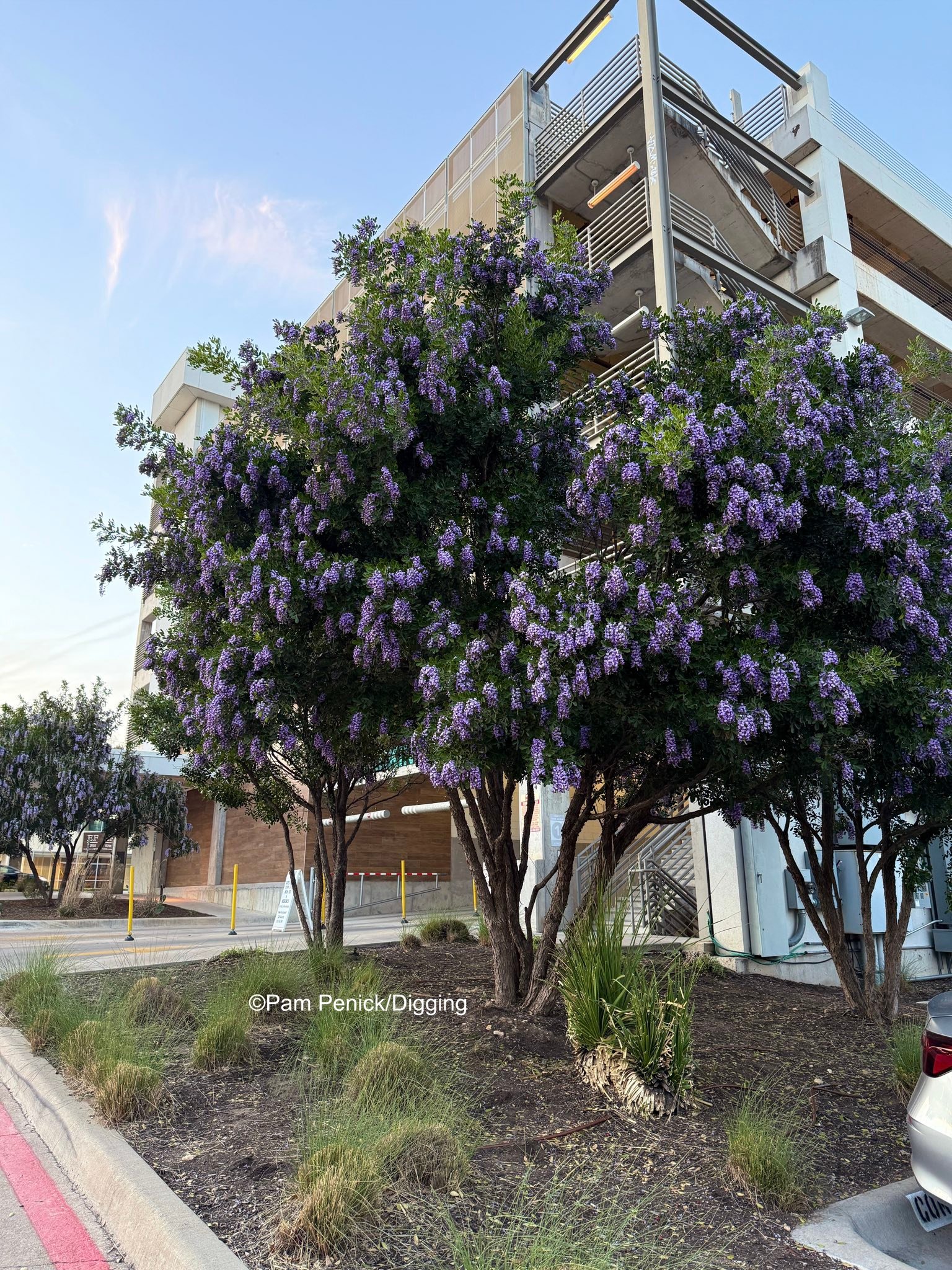 Texas mountain laurel blooms with grape fragrance