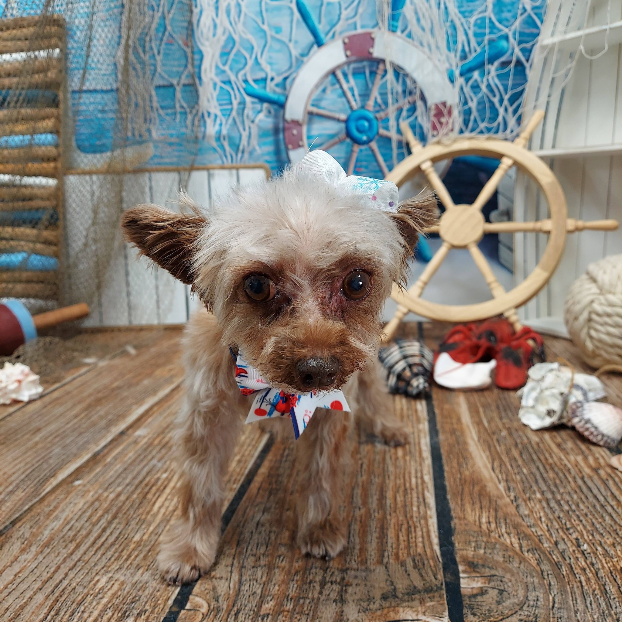 Steak Dog Grooming Customized Frames Reference: Furry Tails Grooming Salon Spa Baxter Isn T Telling What