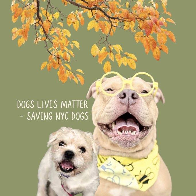 RESCUED by Remember... - Dogs Lives Matter - Saving NYC Dogs | Facebook