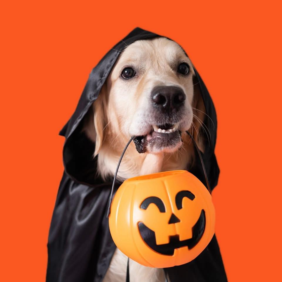 The Truth About Long-Snouted Dogs: Debunking Health Myths and Longevity Claims