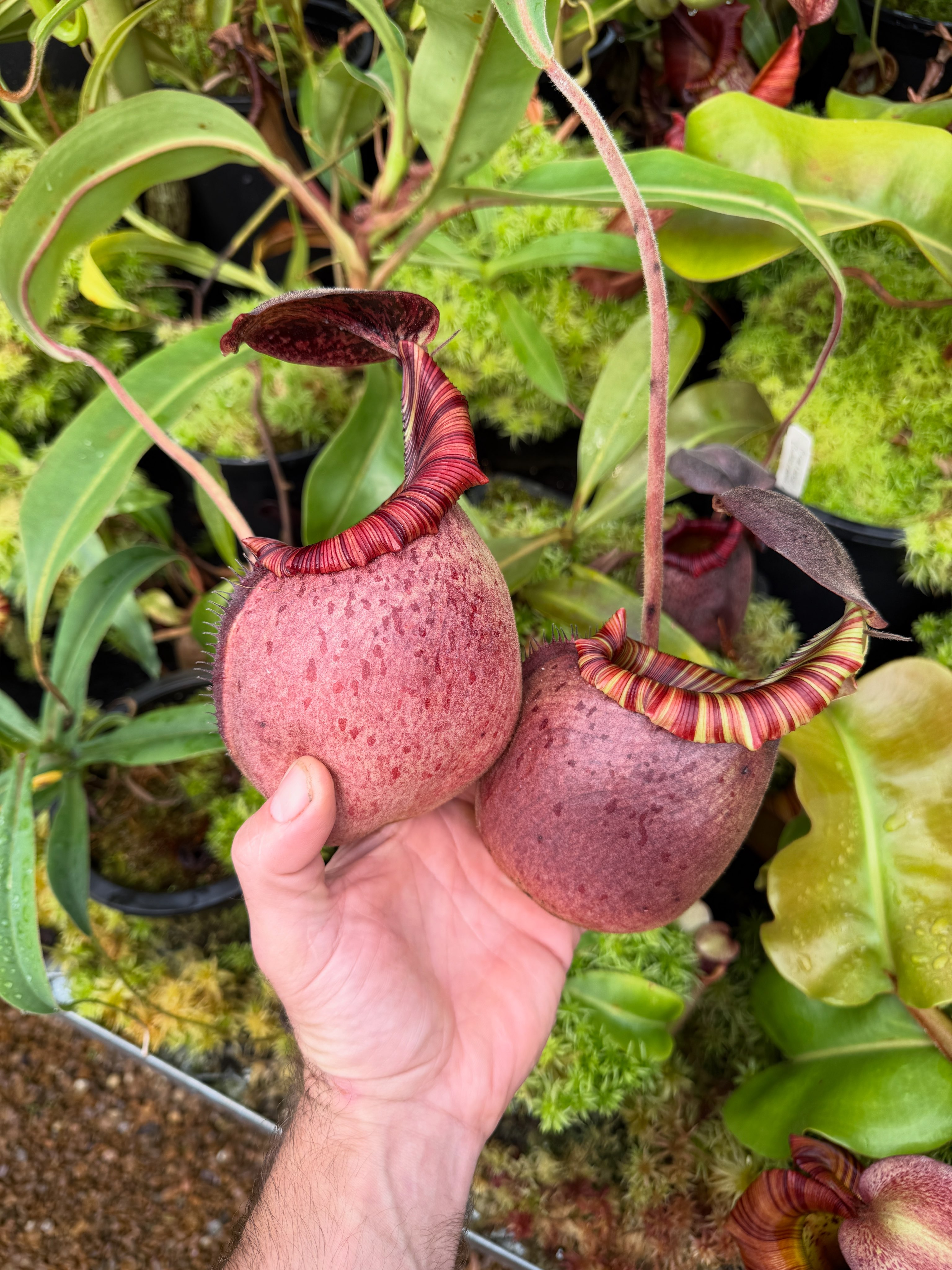 Super squat traps on this N. [(lowii x veitchii) x boschiana] x