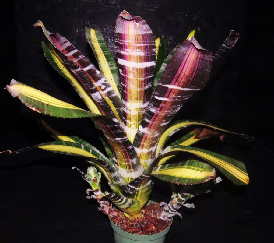 Aechmea ブロメリア・エアープランツ Roberto Menescal