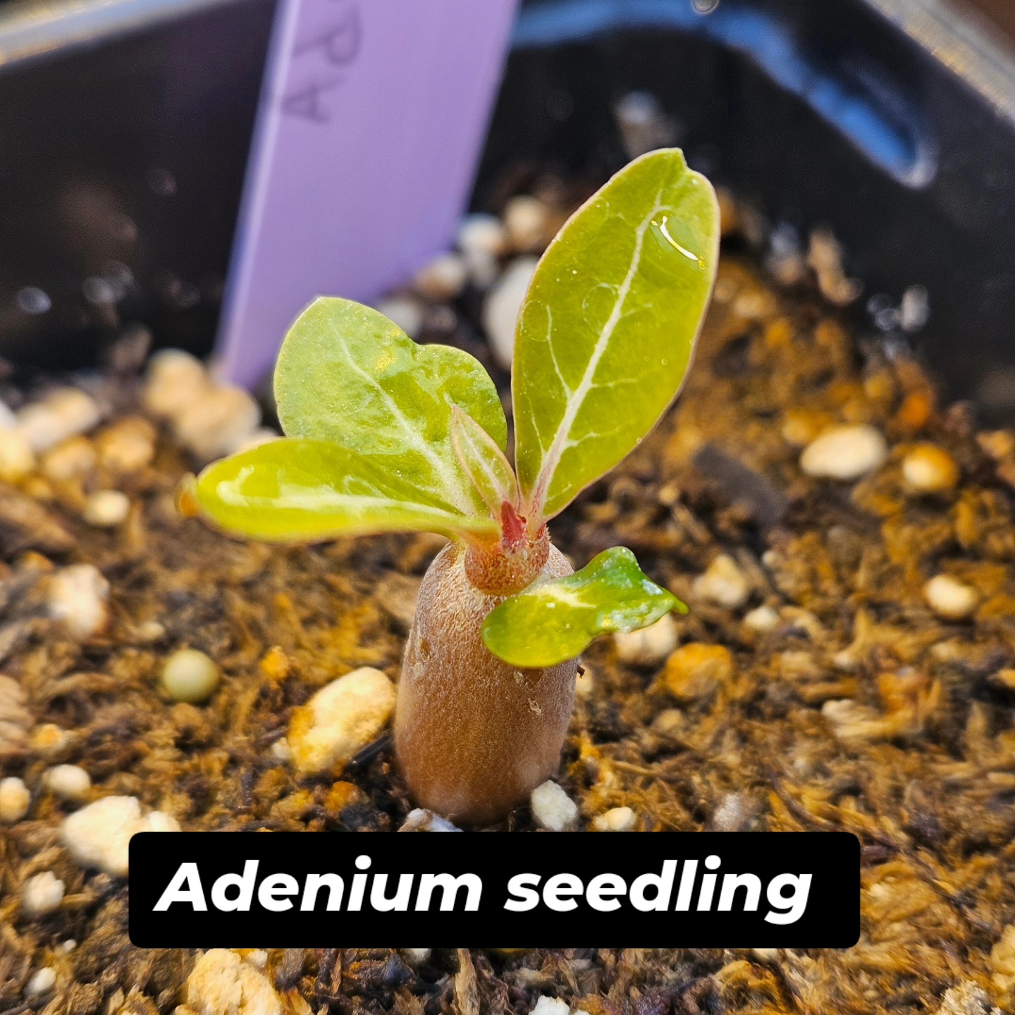 Plant Biology Teaching Conservatory and Collection | East Lansing MI