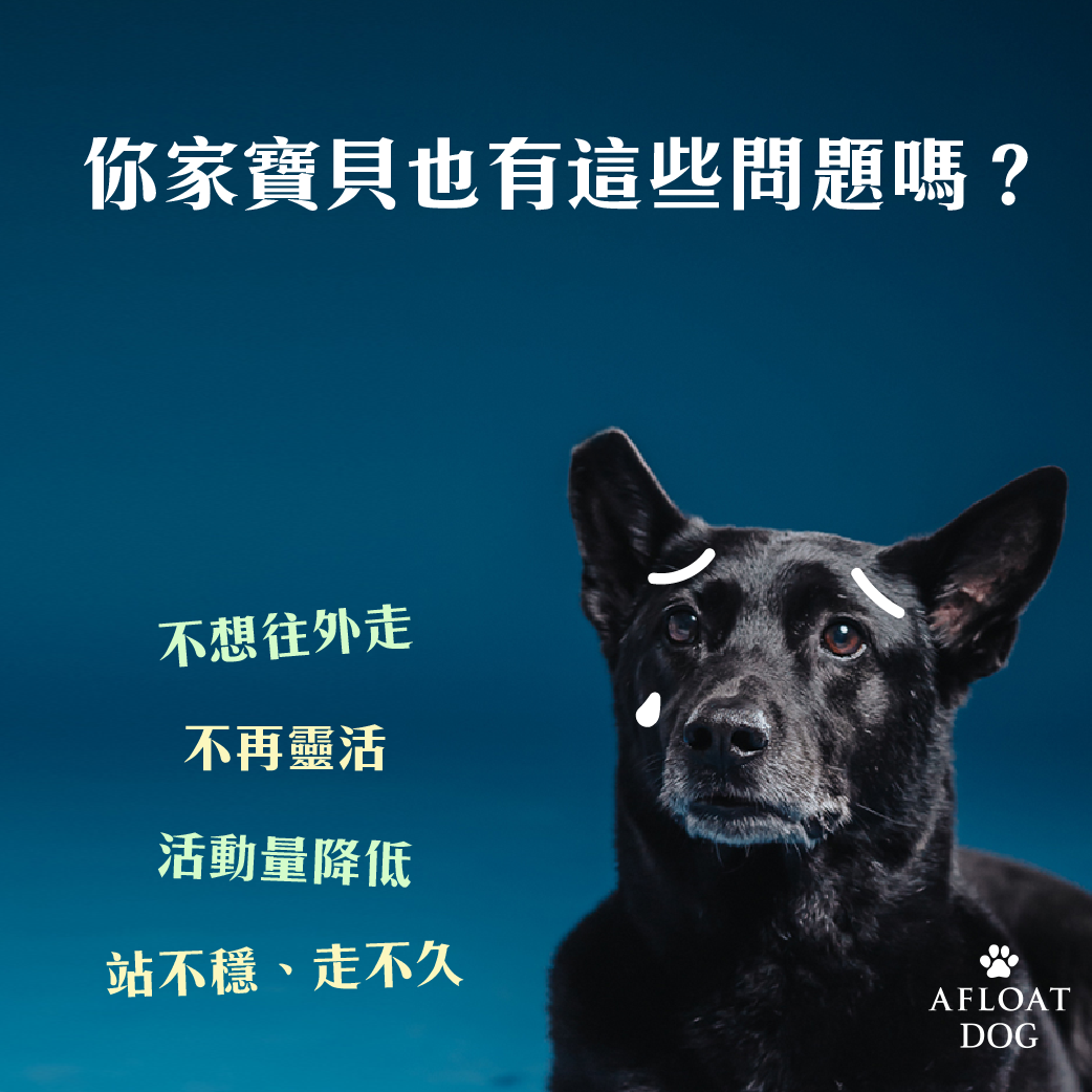 艾芙樂 afpet TW - 最愛散步的寶貝不再愛往外跑？ 「毛孩活動量越來越低」😵 也是你正在面臨的窘境嗎？