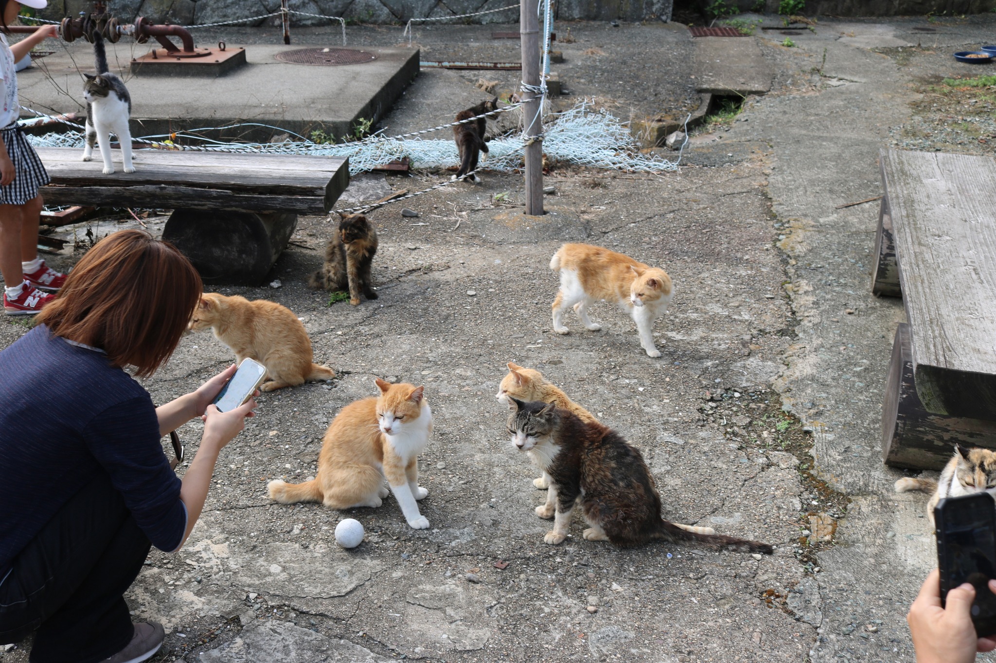 Cat Island Aoshima added a new photo. - Cat Island Aoshima