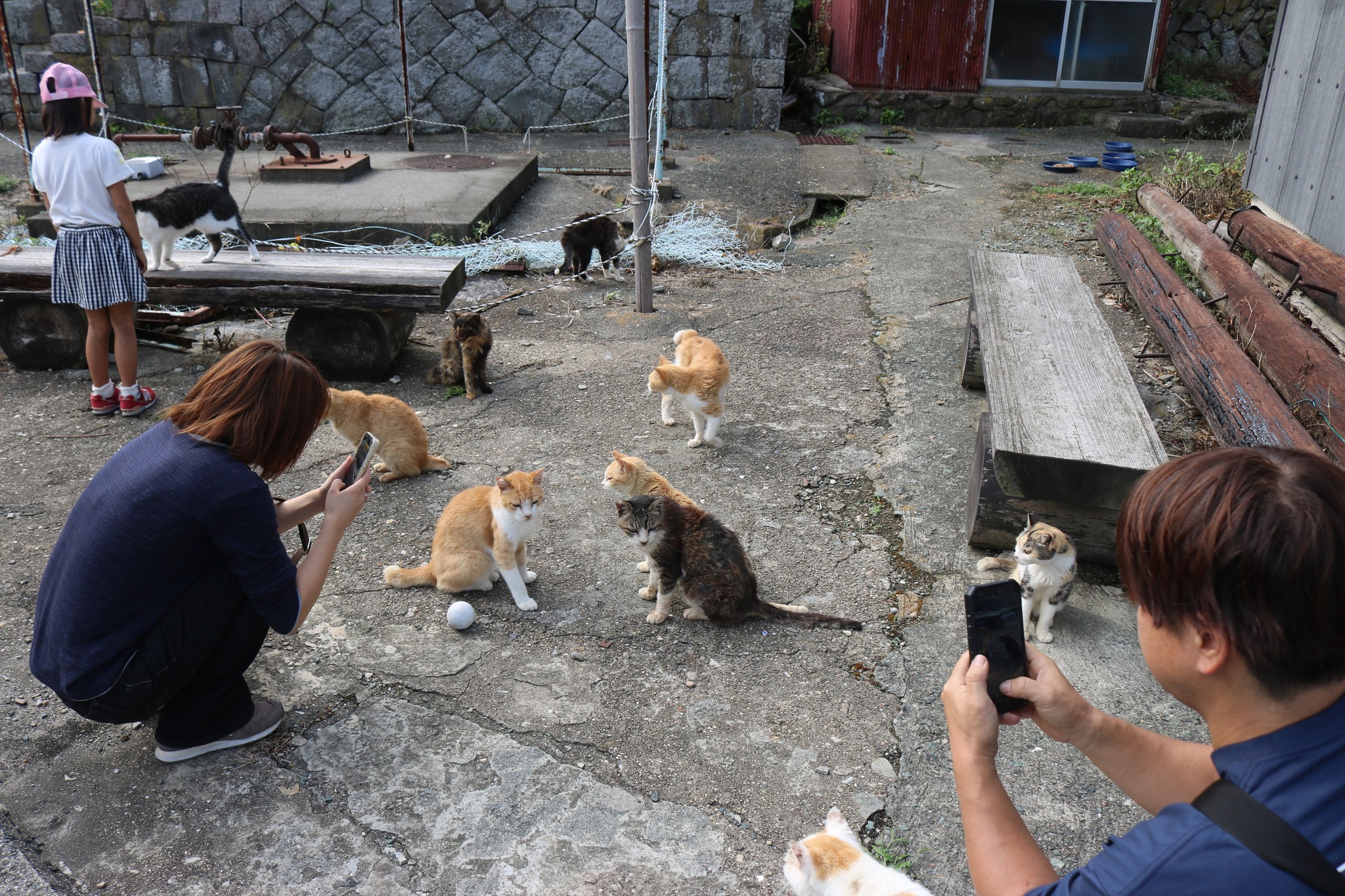 すーさま専用ページです。宜しくお願い致します。 Cat Island Aoshima added a new photo. - Cat Island Aoshima