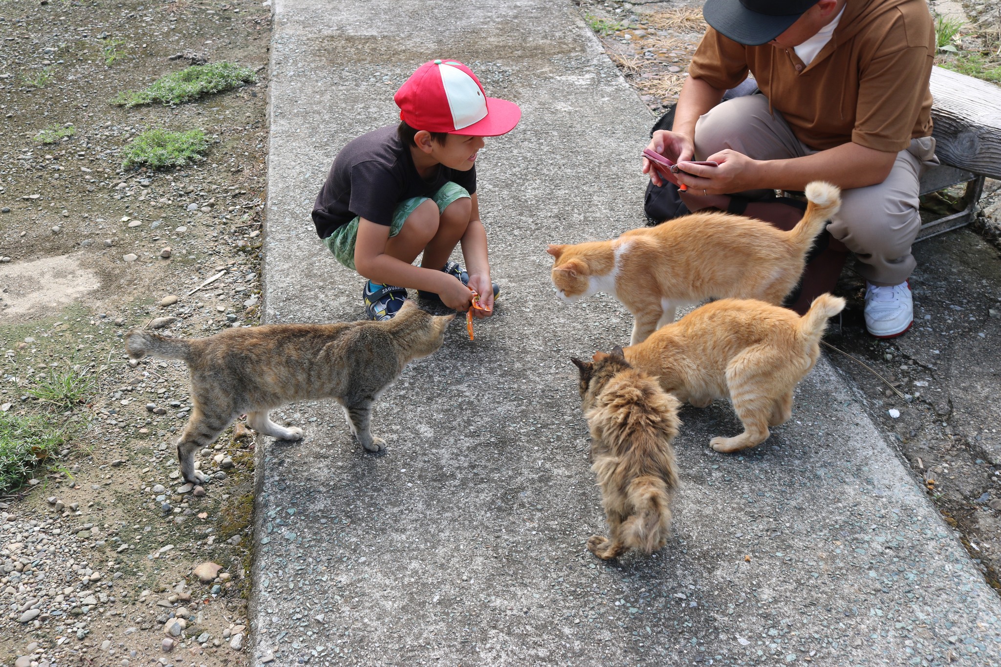Cat Island Aoshima added a new photo. - Cat Island Aoshima