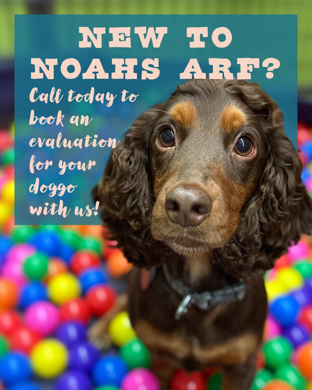 Noah's - Hello January! 🐾 2026 is here and we’re ready for 365 days of ...