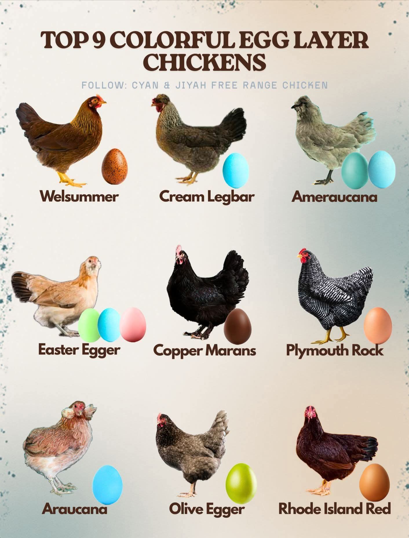 6+ Colorful Fertile Chicken Hatching Eggs – Ameraucana, Easter/Olive, Faverolles, Marans Mix