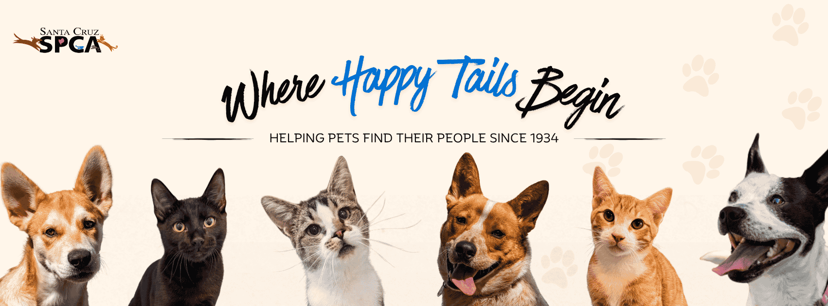 FALL IN LOVE THIS SUNDAY! Adopt... - SPCA Monterey County | Facebook