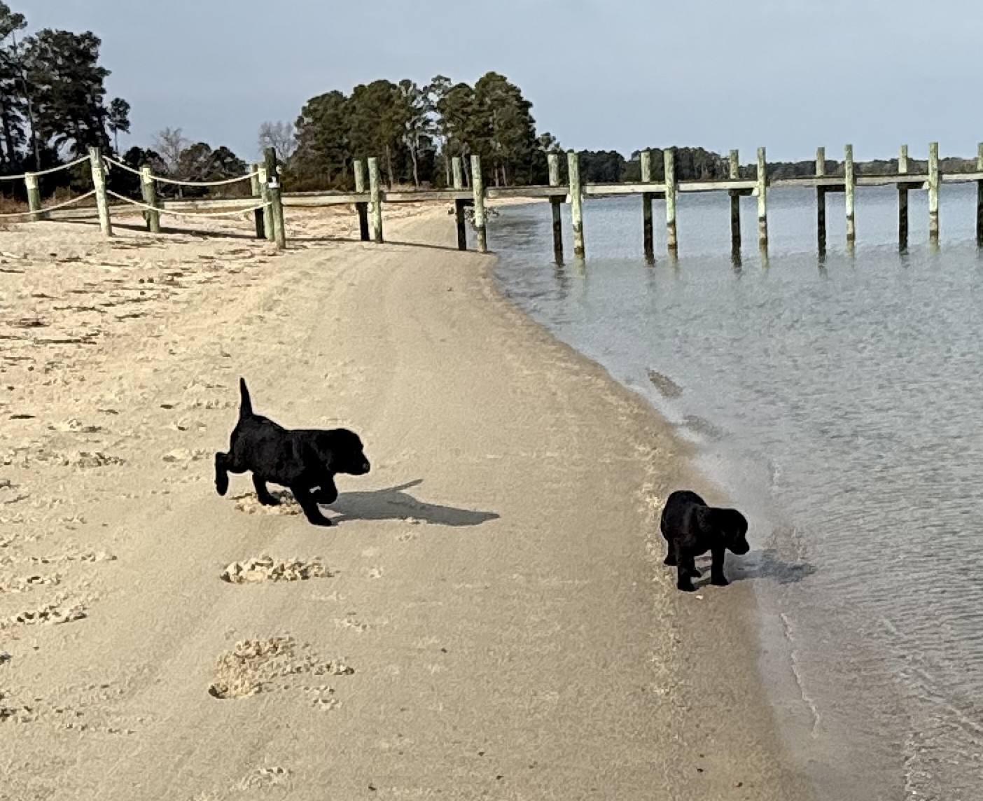 Blue Ridge Lane... - Blue Ridge Lane Labrador Retrievers