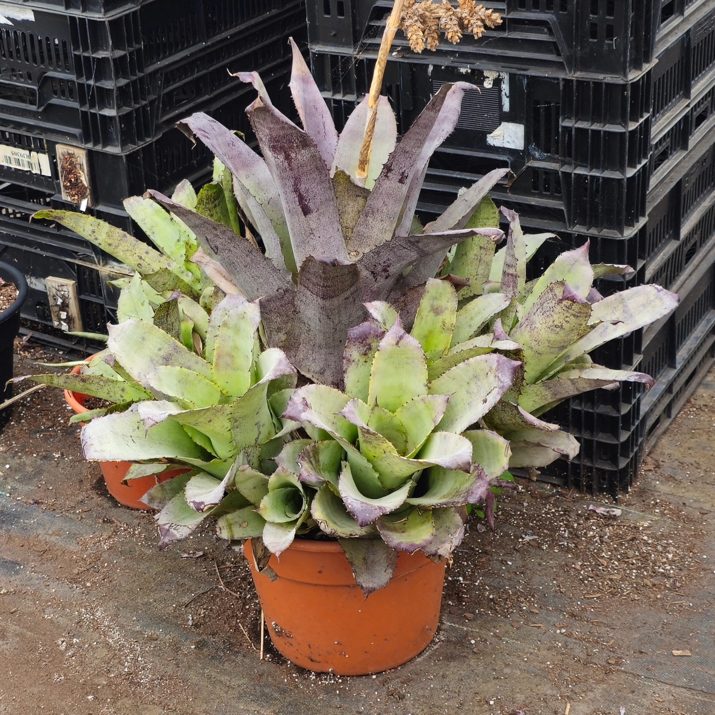 Rare hohenbergia leopoldo-horstii hybrid succulent
