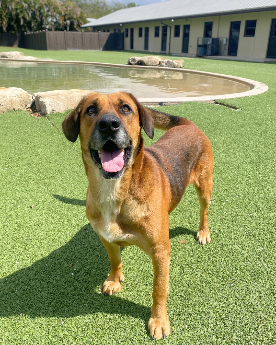 Come see Eddie this weekend! 🐶✨Eddie is a 4-year-old Hound mix