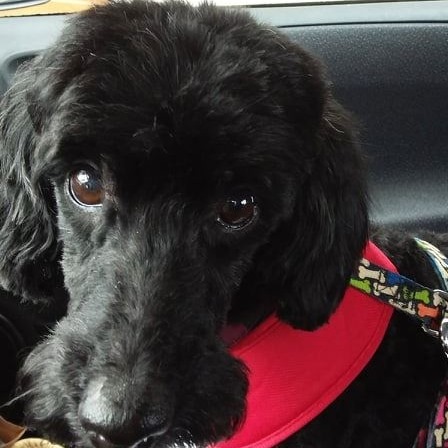 Petits Chiens Aux Grands Coeurs Home Facebook
