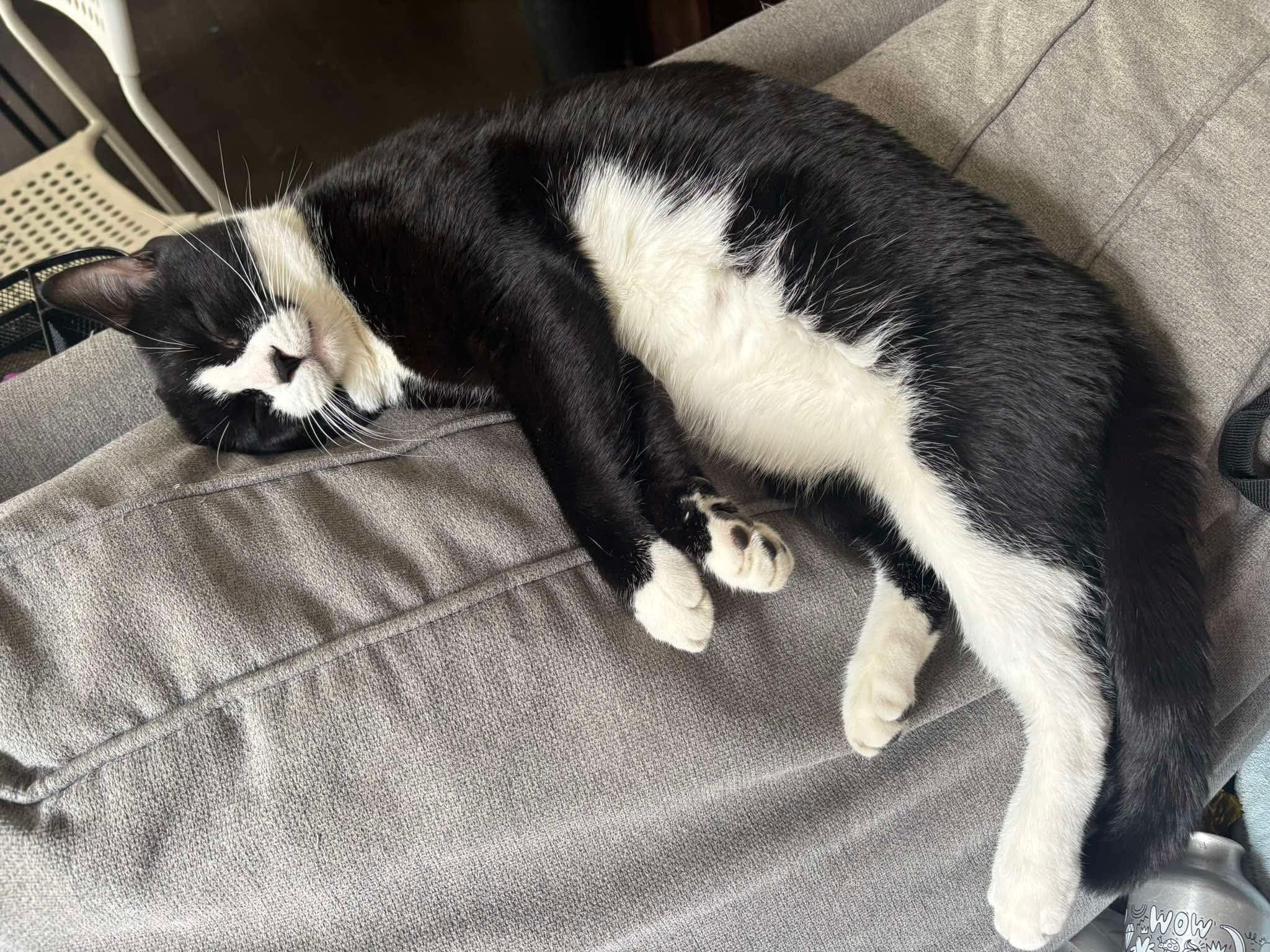 LOST CAT - #STITTSVILLE, ON - July 13, 2026 From: Yi Yao Hi, I
