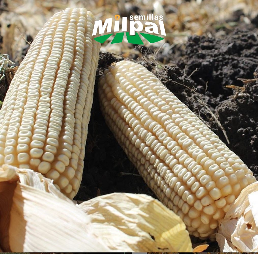 Semillas Milpal - El mejor maíz es de tierras mexicanas... | Facebook