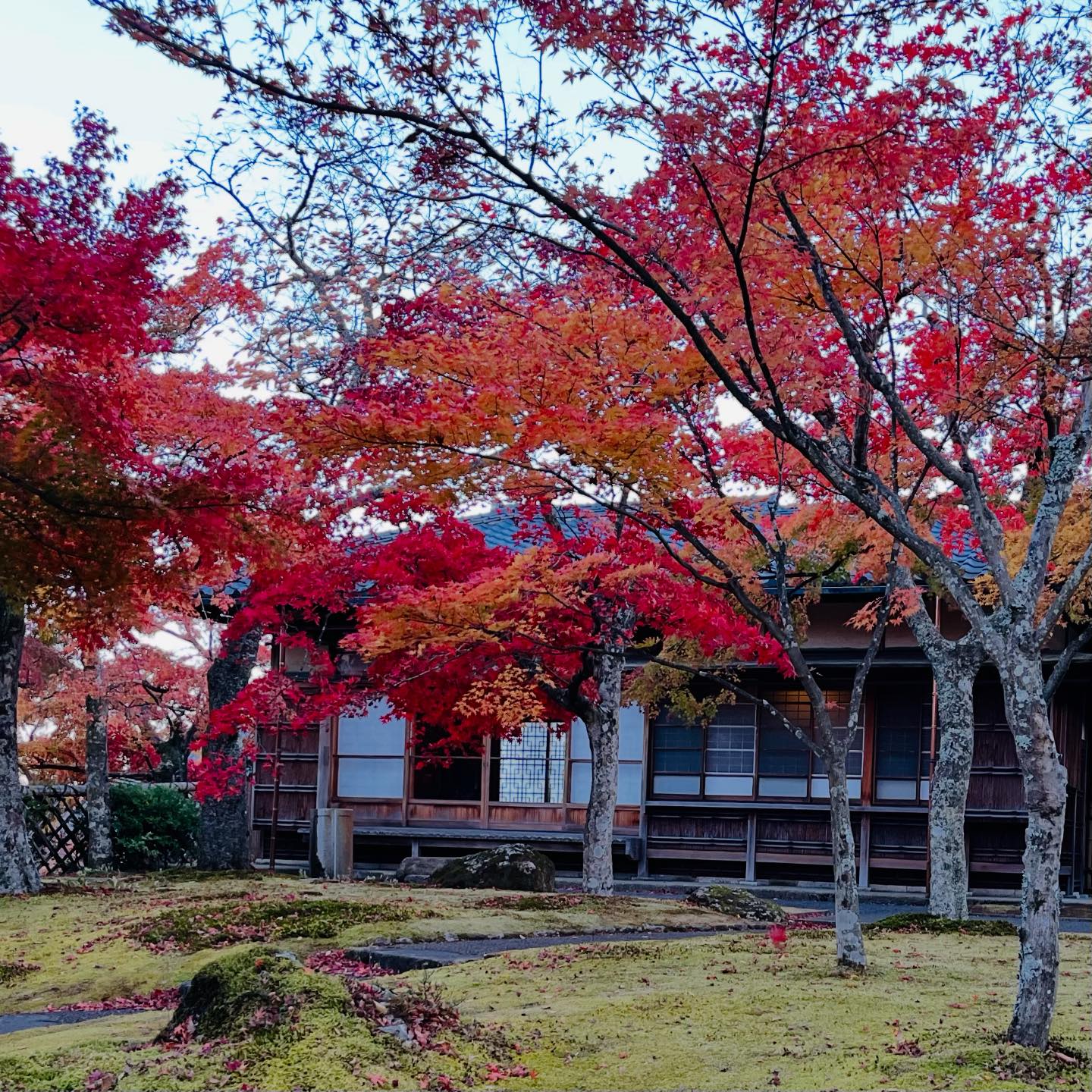 箱根美術館庭園 #岡田茂吉 #神仙郷 #石楽園の紅葉 #観山亭 #神山荘 #山