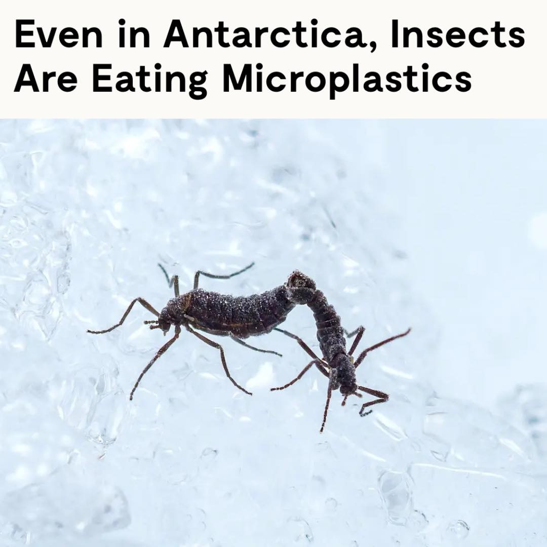 Kari - 🚨 A recent study published in Science of the Total Environment ...
