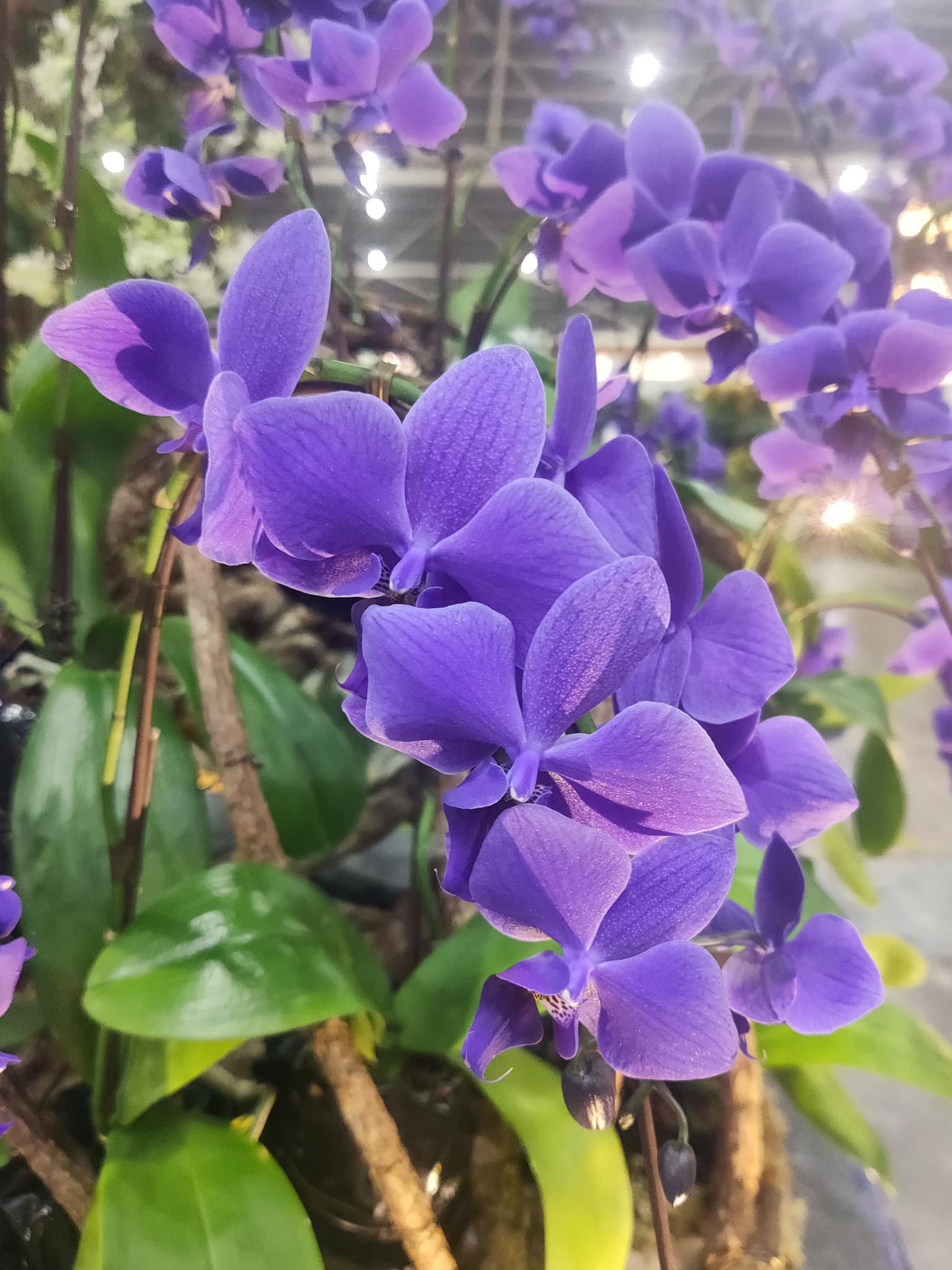 Spotted in Changi Expo. At the Japanese flower exhibition space