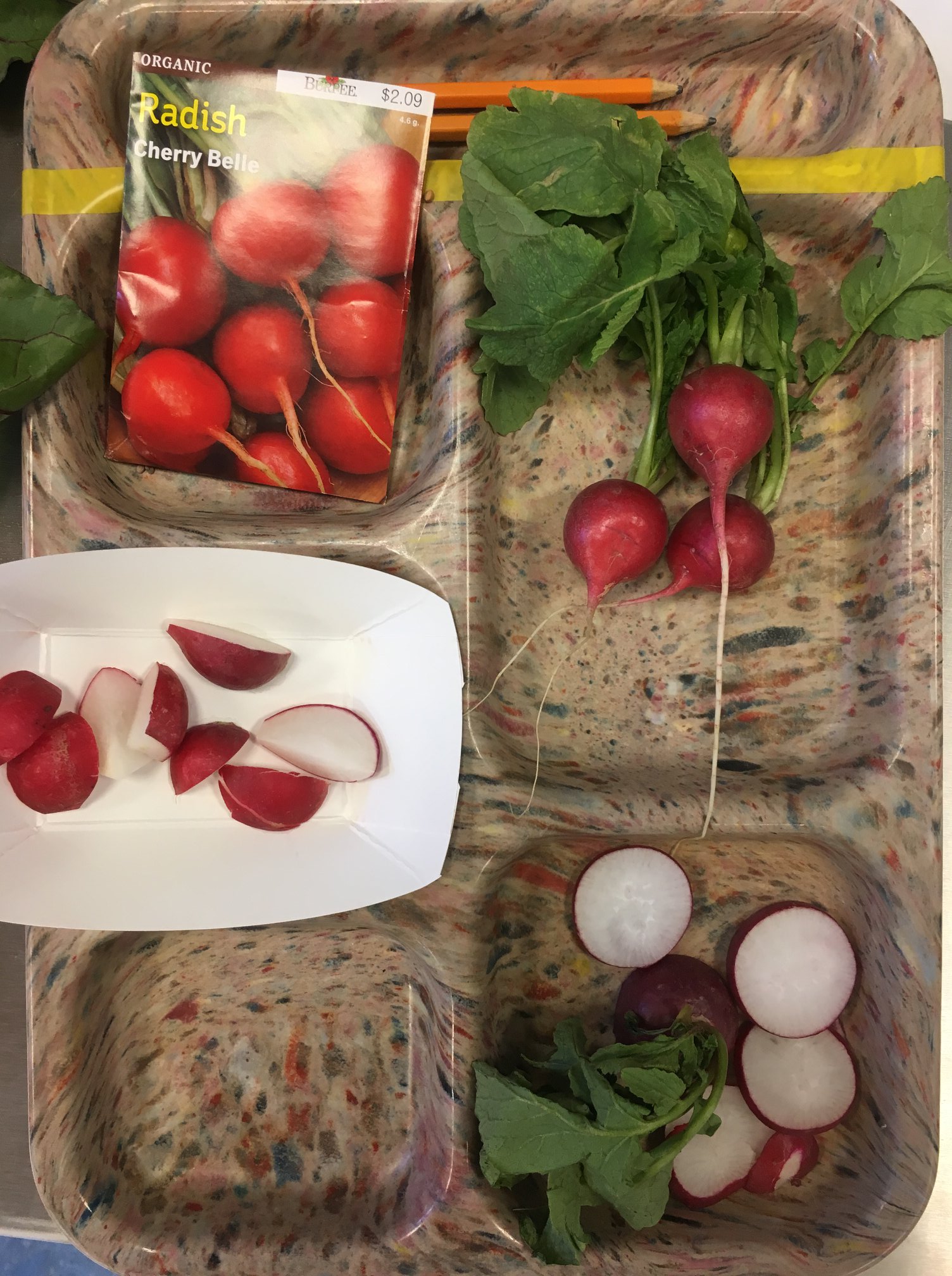 Food Literacy Program TUSD - These radishes are just one of the ...