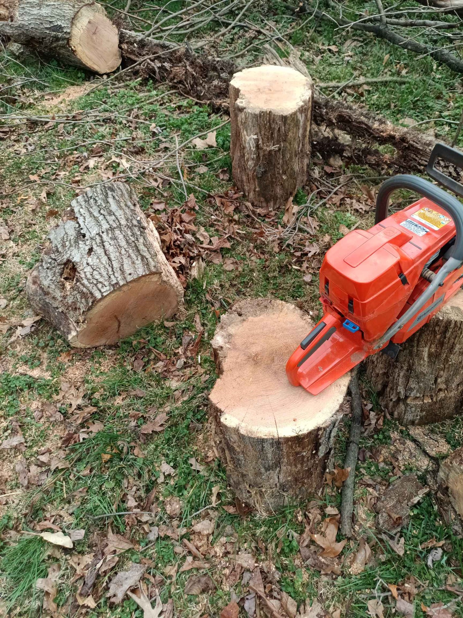Oak fire wood free logs rounds - Stepping Stones - Aspen Hill, Maryland ...