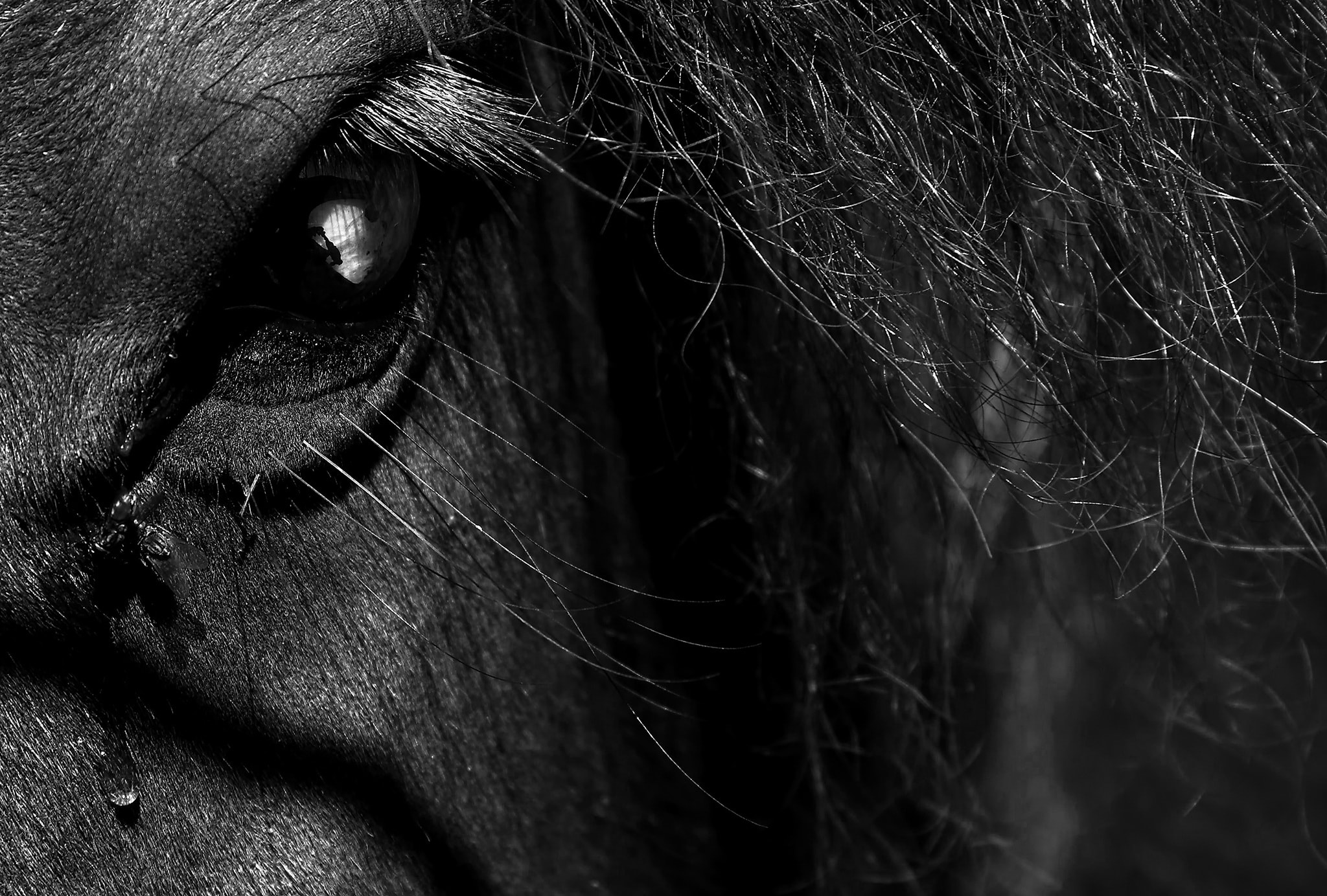 W.K. - The púca shapeshifter. According to legend, the púca is capable ...