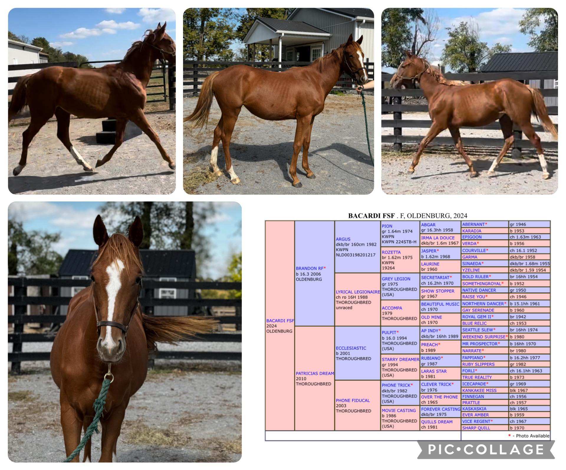ビューティービルドボディ 7 months old colt with dressage pedigree. Name: Bacardi. Breed