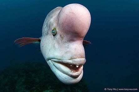 Asian sheepshead wrasse fish species overview