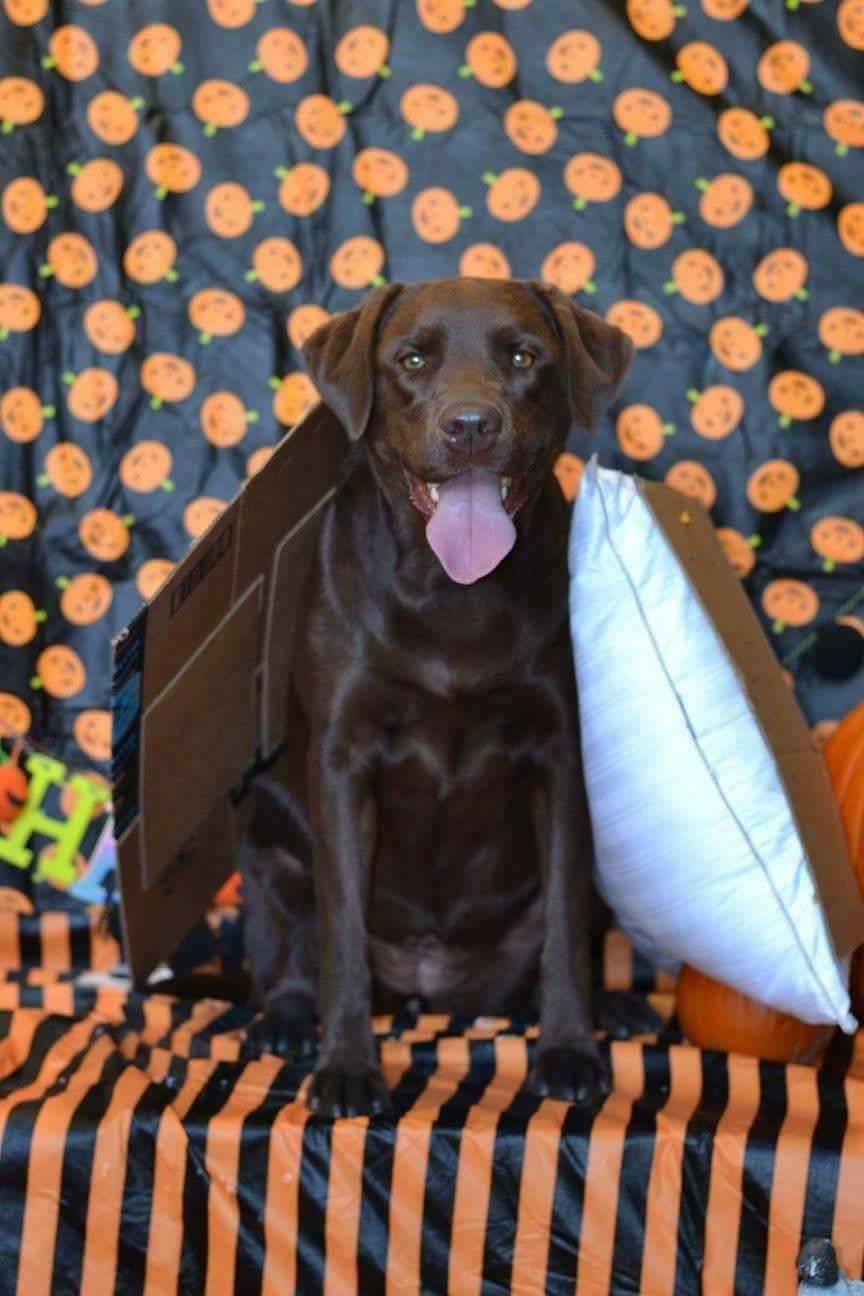Bed & Biscuit - Congratulations S'more Smooch! You are...