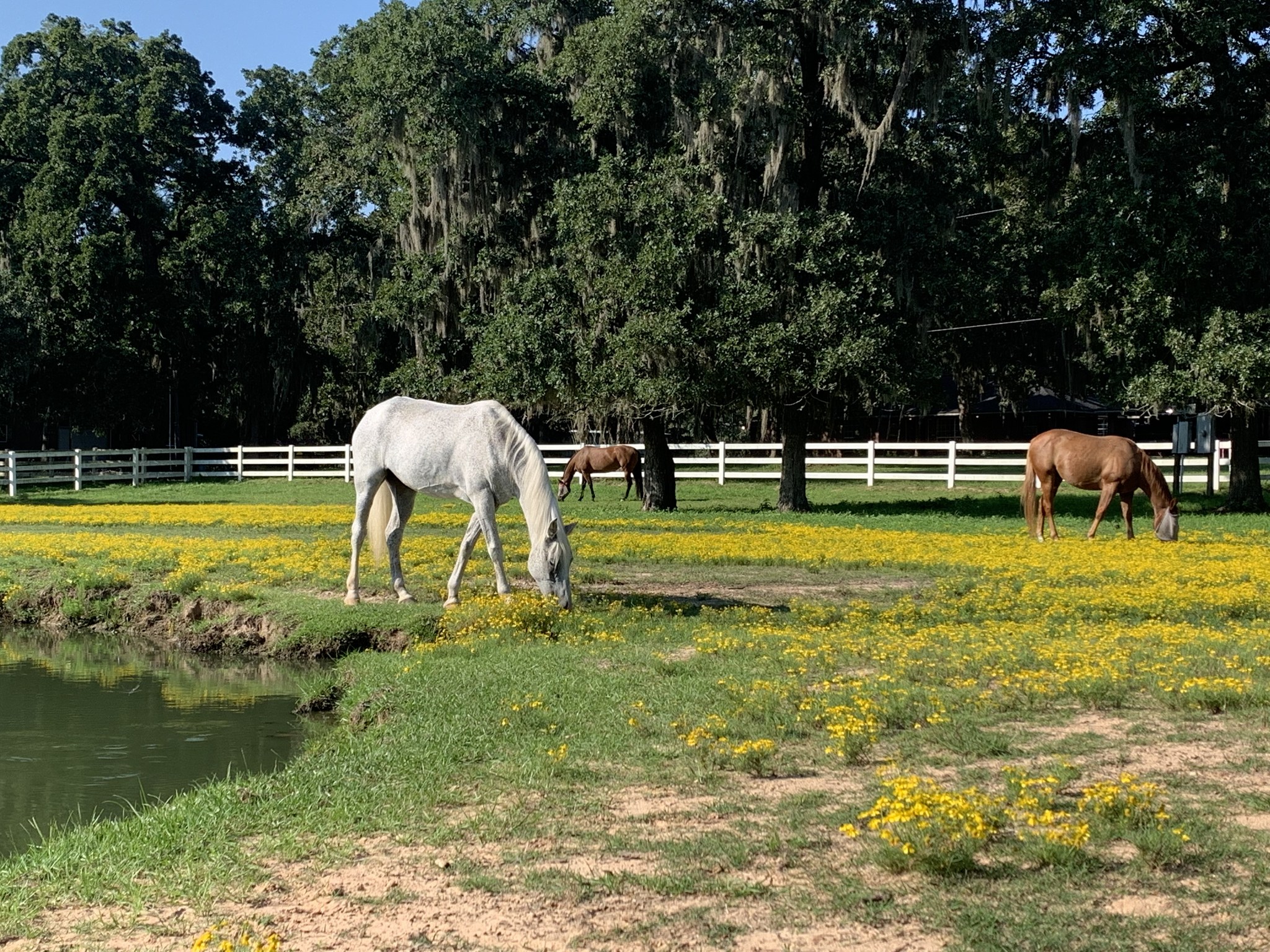 Siesta Horse Ranch | Magnolia TX