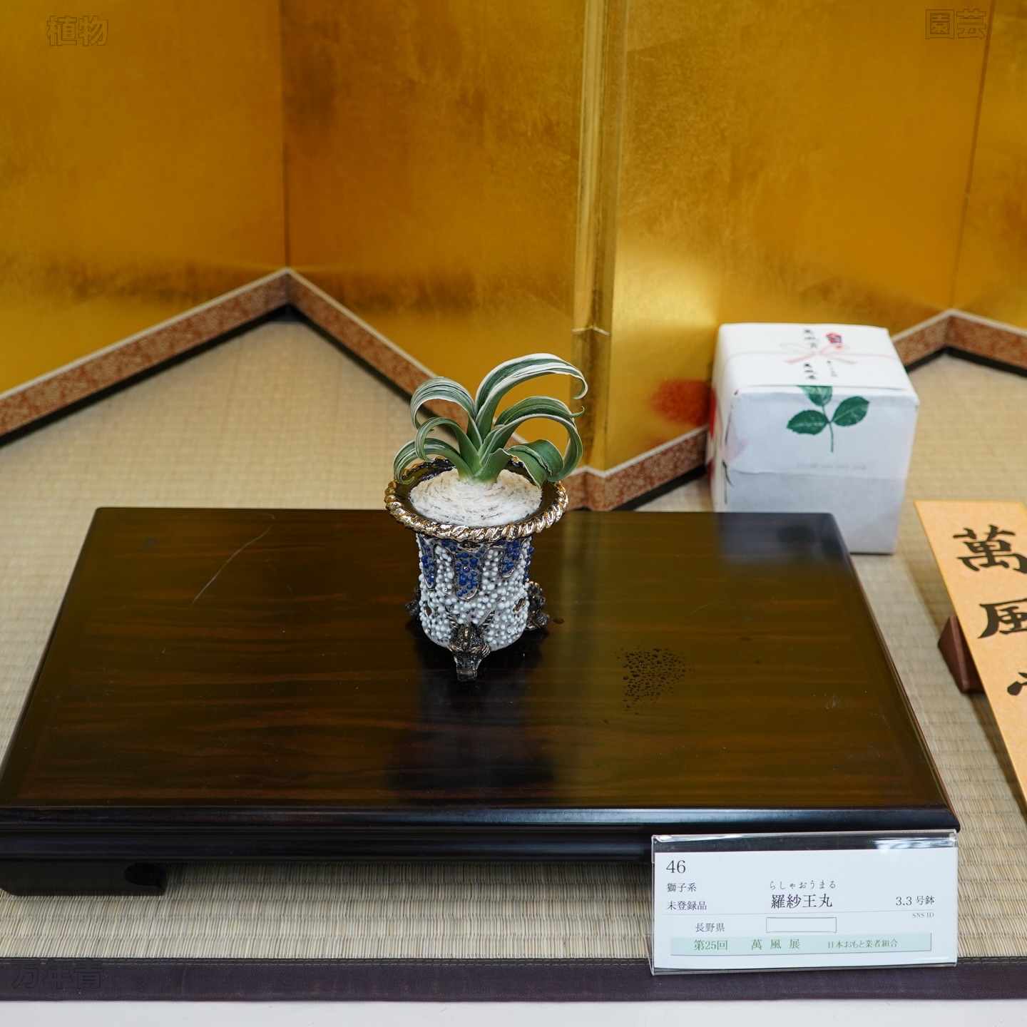 羅紗王丸 第25回萬風展萬風賞 万年青（omoto）🌱 Rohdea Japonica Roth