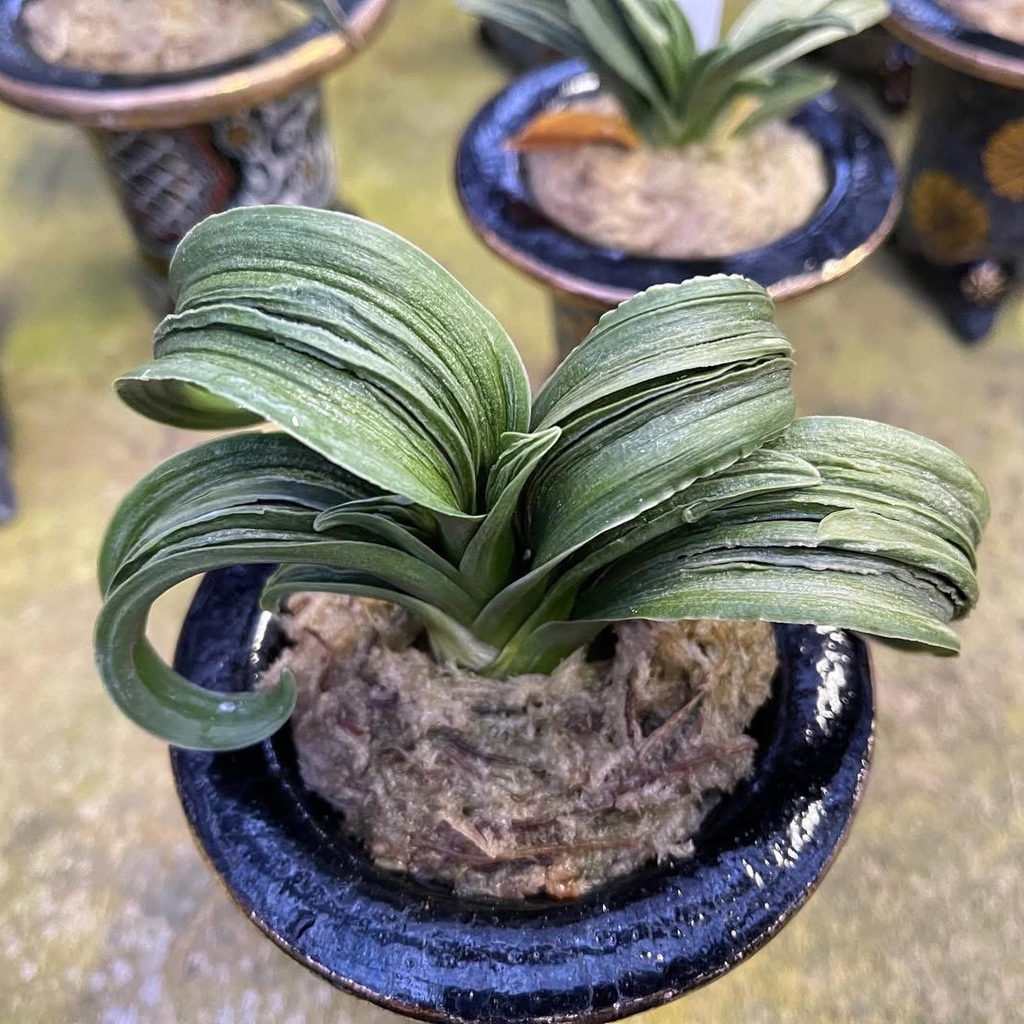 羅紗王丸 第25回萬風展萬風賞 万年青（omoto）🌱 Rohdea Japonica Roth