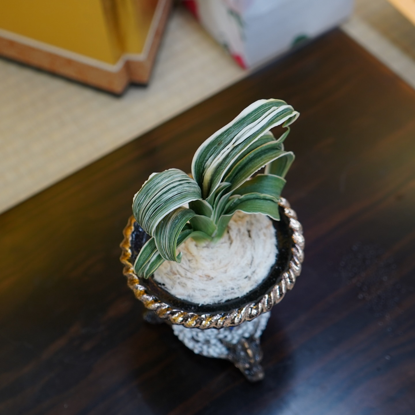 羅紗王丸 第25回萬風展萬風賞 万年青（omoto）🌱 Rohdea Japonica Roth