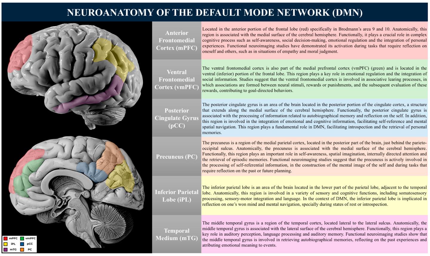 Better - Default Mode Network (DMN) – Neuroanatomy The Default Mode ...