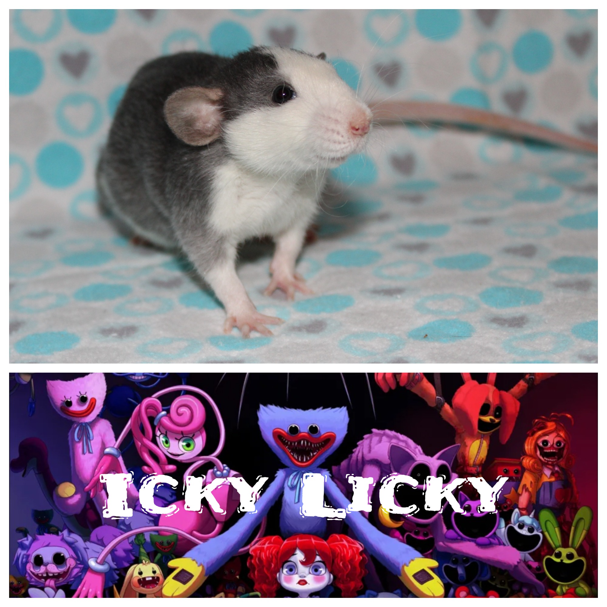 Little Paws Rattery | Osceola IA