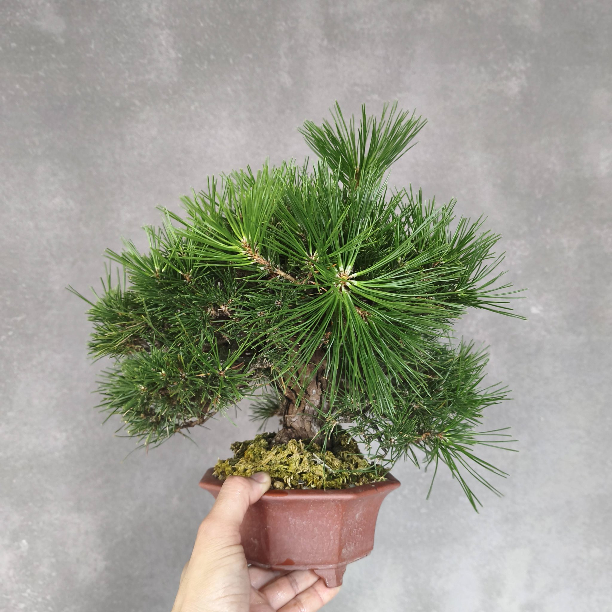日本進口黑松山採半懸崖樹形（大品） 樹齡約：150年購於：雨生羽竹亭