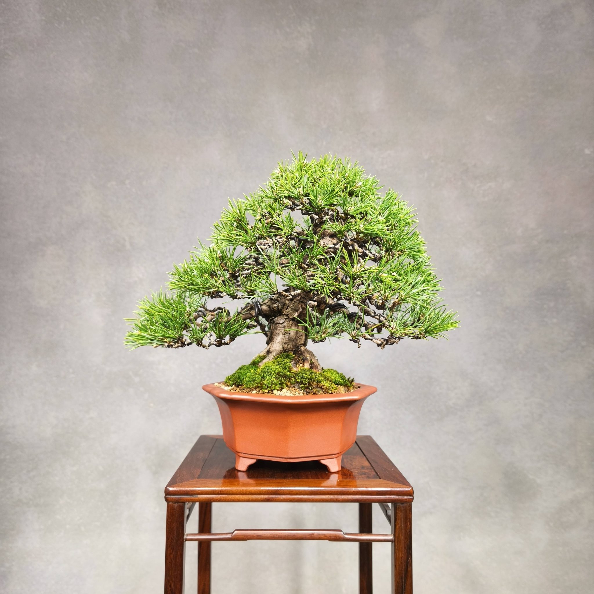 日本進口黑松山採半懸崖樹形（大品） 樹齡約：150年購於：雨生羽竹亭