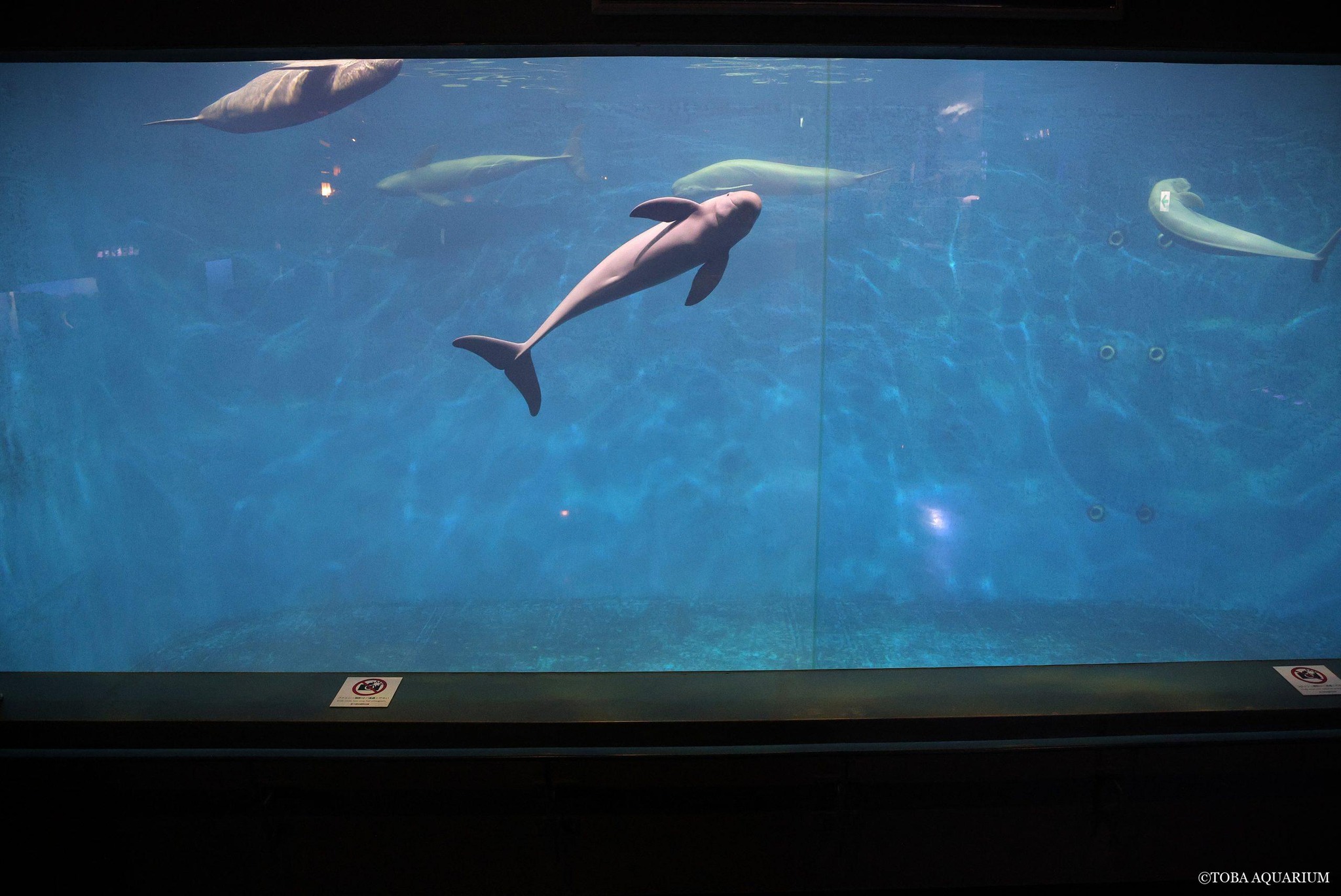 鳥羽水族館ラッコ飼育40周年記念BOOK「ラッコメモリアルBOOK with 鳥羽