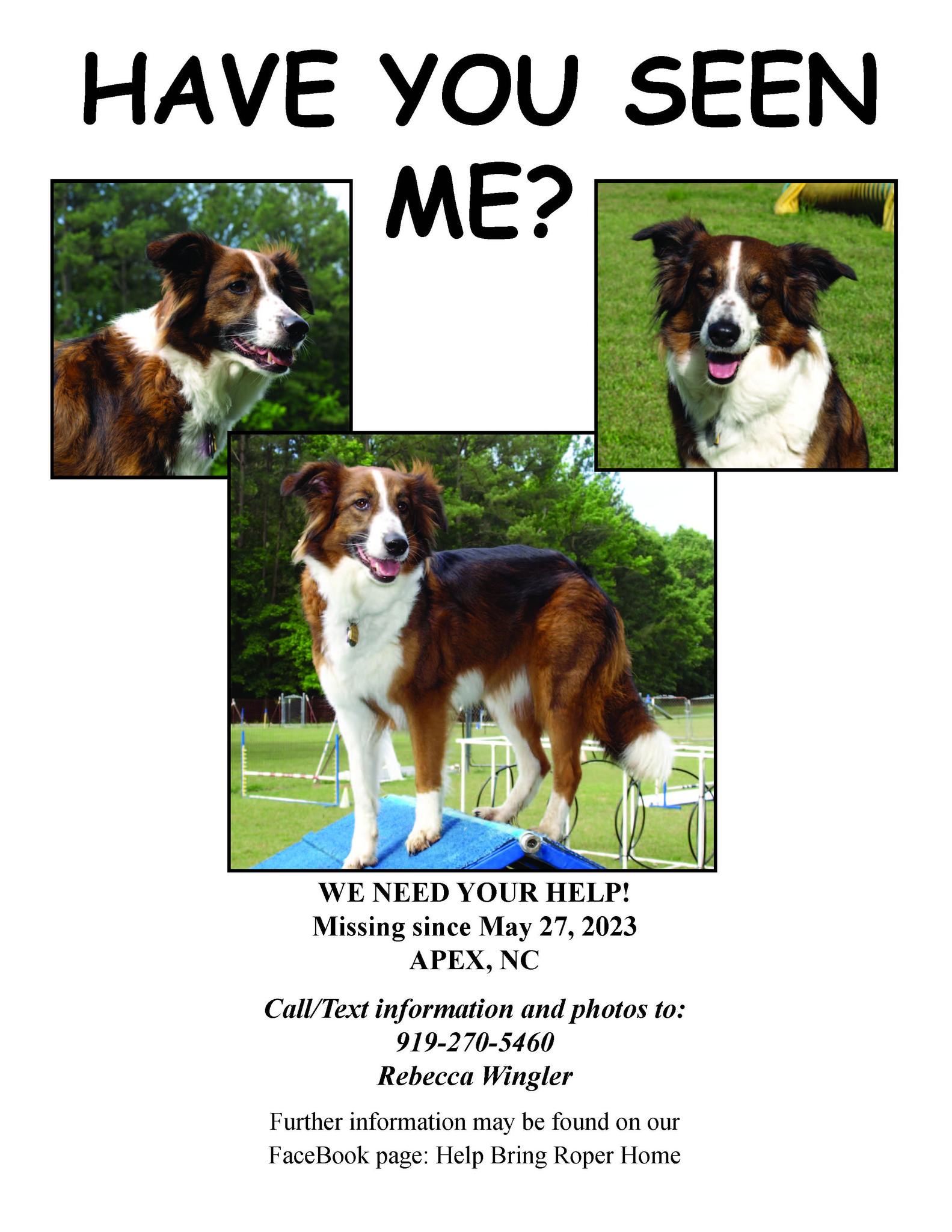YAYDog - A very balanced post from Roper's owner. Roper is... | Facebook