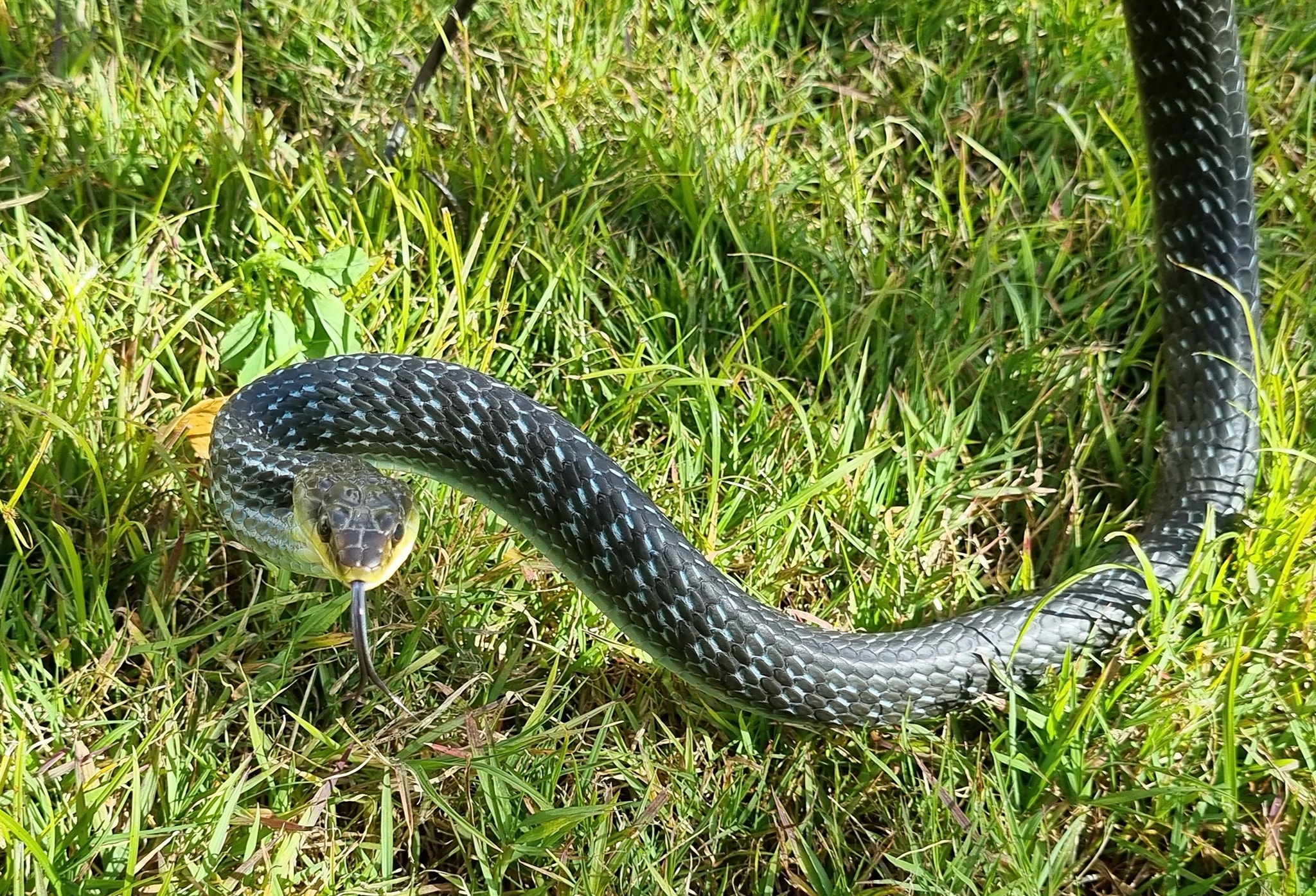 First blue phase Common-Tree... - OzCapture Snake Relocations | Facebook