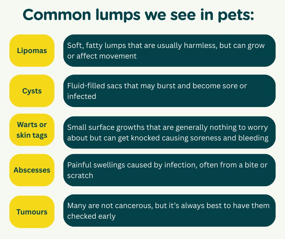 Acorn - Many lumps are benign, but only a vet can tell. A simple exam ...
