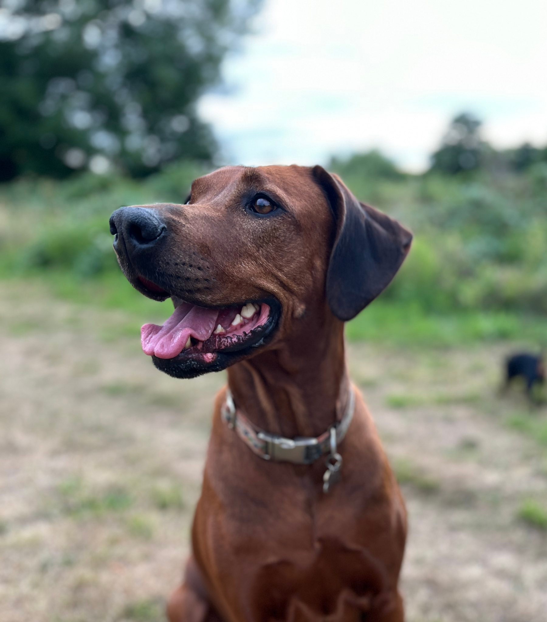 zejakridgebacks.co added a new photo. - zejakridgebacks.co