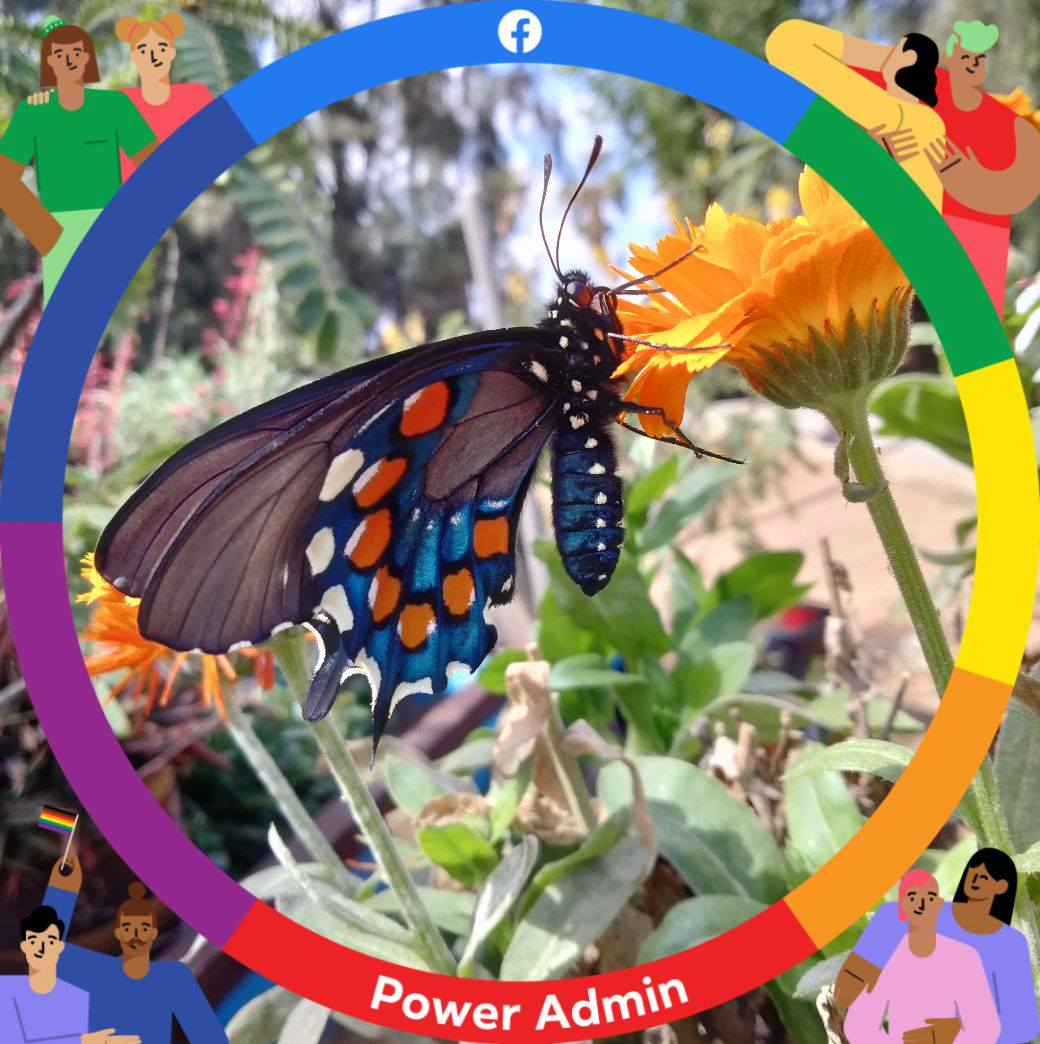how-to-raise-monarch-butterflies-after-watching-a-single-female