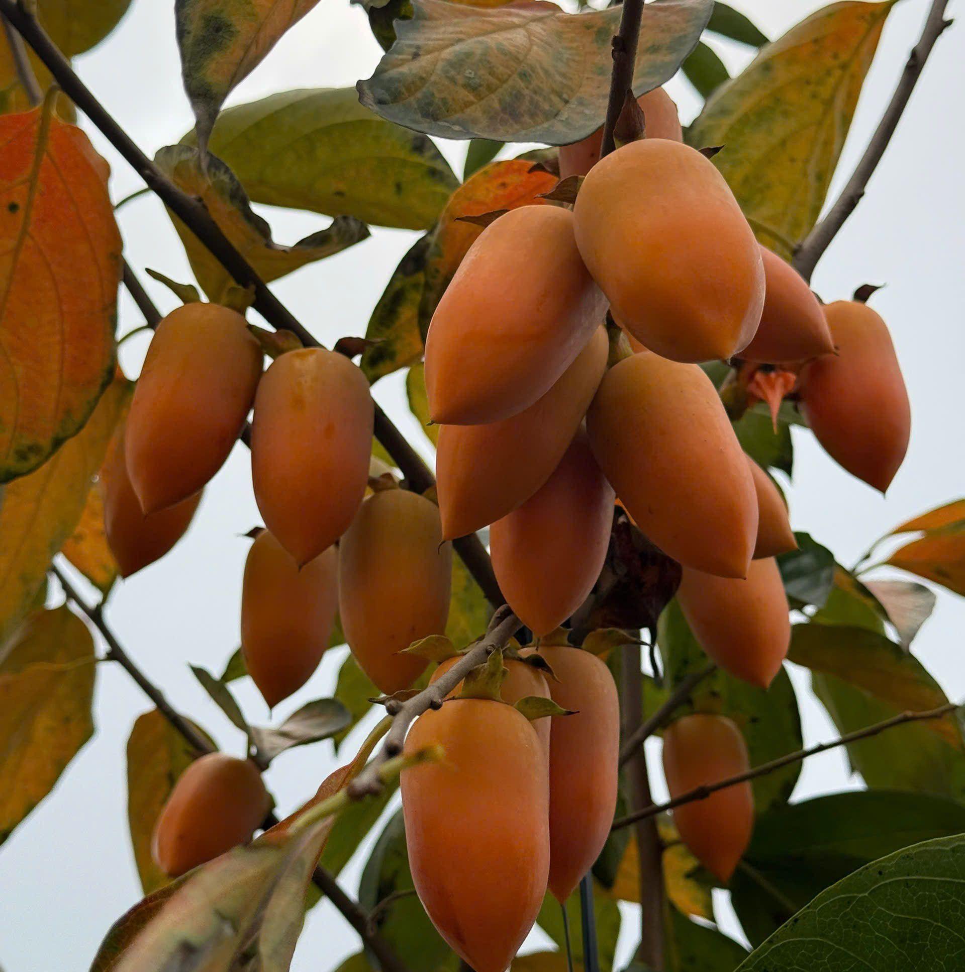 Plants 🌳🌳 for sale🌵🌵 Available all kind of fruit 🍓🍑🍓🍉🍒 bearing trees ‼ ...
