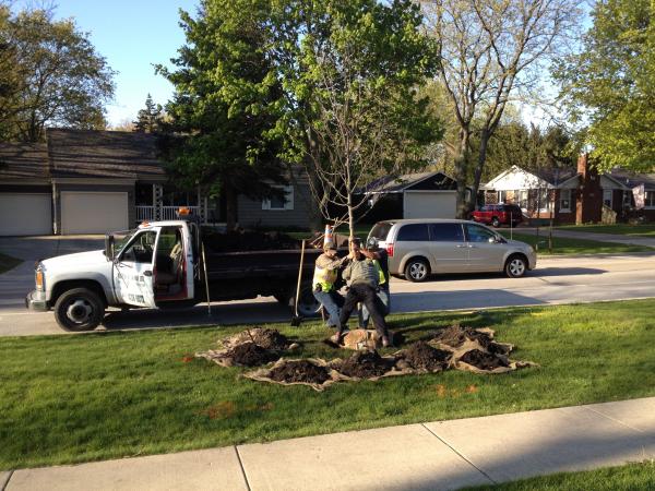 City of Geneva’s Parkway Trees and Recycling Program