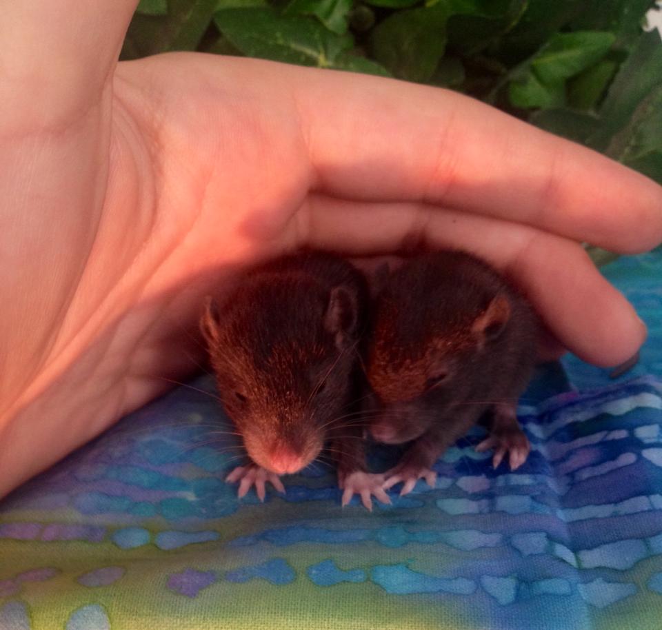 Rainforest Rattery | Ocala FL